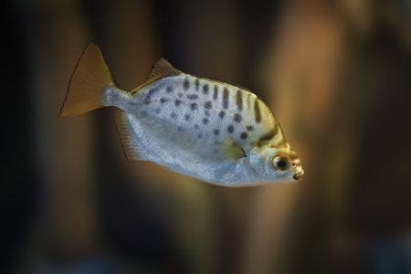 Spotted Scat (Scatophagus argus) - Marine fish