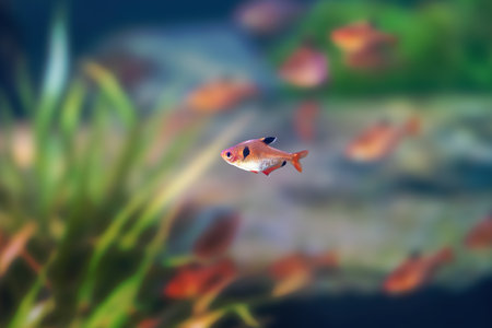 Serpae Tetra (Hyphessobrycon eques) - Freshwater fishの写真素材