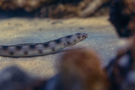 Goldspotted Eel (Myrichthys ocellatus) underwater