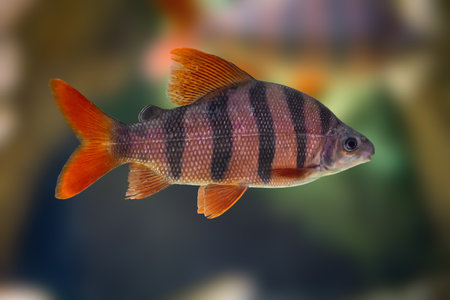 Six-banded Distichodus (Distichodus sexfasciatus) - Freshwater fishの写真素材