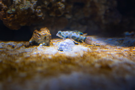 Picturesque Dragonet (Synchiropus picturatus) - Marine fishの写真素材