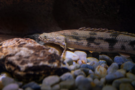 Saddled Bichir (Polypterus endlicheri) - Freshwater fish