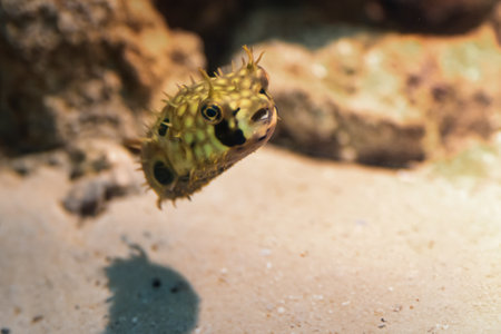 Spot-fin Porcupinefish (Chilomycterus spinosus) or Brown Burrfish - Marine fish