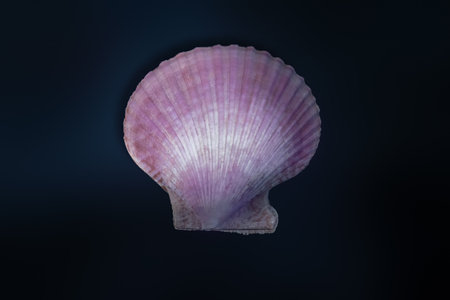 Purple Scallop Shell (Mimachlamys crassicostata) - Seashell