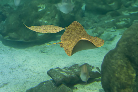 Spiny Butterfly Ray (Gymnura altavela)