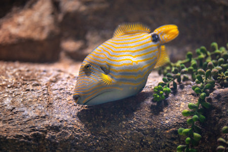Orange-lined Triggerfish (Balistapus undulatus) - Marine fish