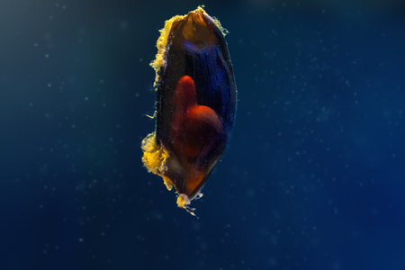 Egg case of Brownbanded Bamboo Shark with embryo inside (Chiloscyllium punctatum)の写真素材