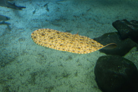 Spiny Butterfly Ray (Gymnura altavela)