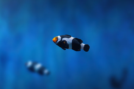 Black Onyx Clownfish (Amphiprion percula) - Aquarium fishの写真素材