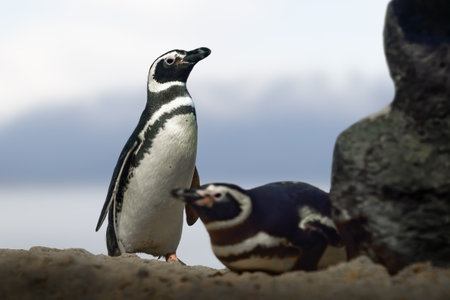 Magellanic Penguin (Spheniscus magellanicus) - South American Penguinの写真素材