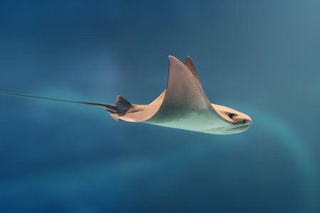 Common Eagle Ray (Myliobatis aquila)の写真素材