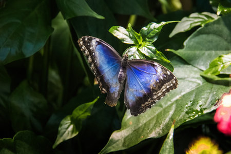 Peleides Blue Morpho butterfly (Morpho peleides)の写真素材