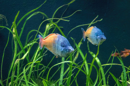 Boeseman's Rainbowfish (Melanotaenia boesemani) - Freshwater fishの写真素材