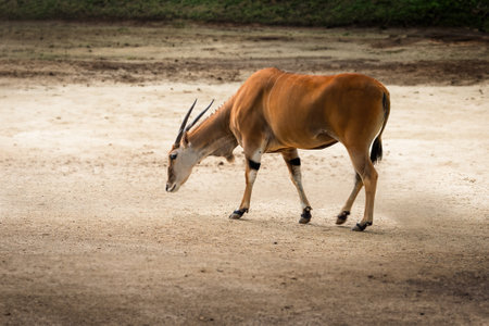 Common Eland antelope (Taurotragus oryx)の写真素材