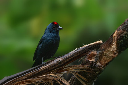 Male Ruby-crowned Tanager bird (Tachyphonus coronatus)
