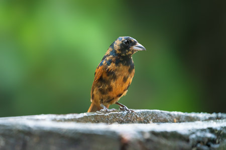 Young Ruby-crowned Tanager bird (Tachyphonus coronatus)の写真素材