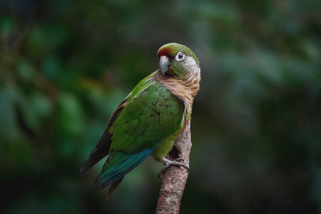 Maroon-bellied parakeet bird (Pyrrhura frontalis)