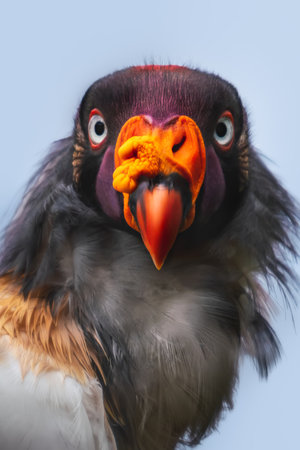 King Vulture face (Sarcoramphus papa) - bird of preyの写真素材