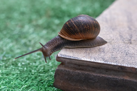 Garden Snail on a Shell (Cornu aspersum)の写真素材