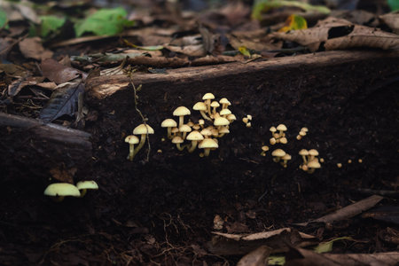 Sulfur Tuft Mushrooms (Hypholoma subviride)の写真素材