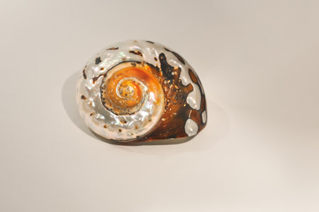 South African turban shell (Turbo sarmaticus)の写真素材