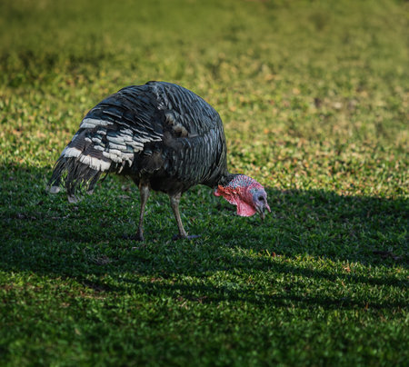 Domestic Turkey eating