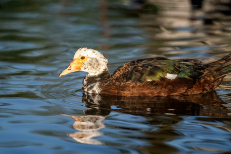 Domestic Muscovy duck on a lake (Cairina moschata)の写真素材