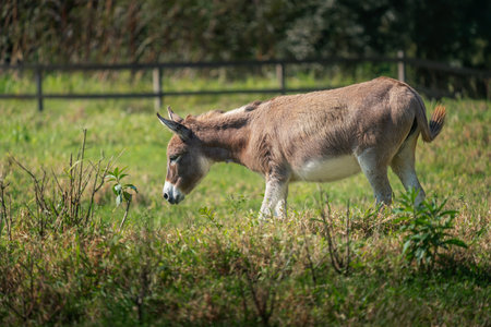 Brown Donkey (Equus africanus asinus)