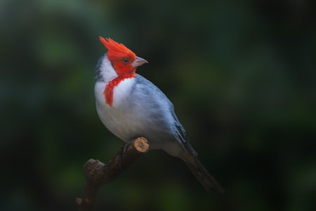 Red-crested Cardinal bird (Paroaria Coronata)の写真素材
