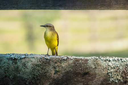 Cattle Tyrant bird (Machetornis rixosa)