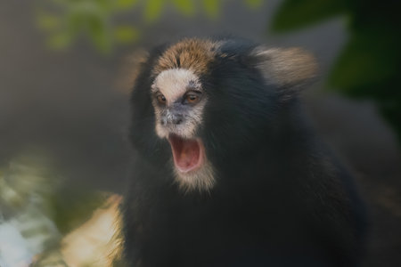 Buffy-tufted marmoset monkey with an open mouth (Callithrix aurita)の写真素材