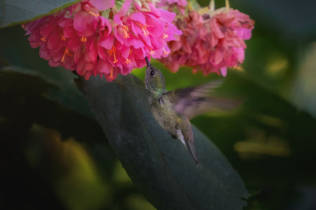 Versicolored emerald hummingbird flying (Chrysuronia versicolor)