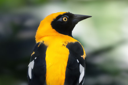 Golden-winged chief bird (Cacicus chrysopterus)