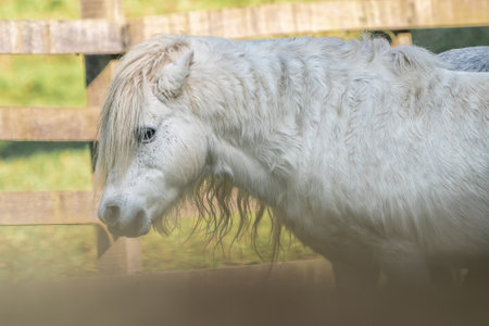 White Pony - Miniature Horse (Equus ferus caballus)の写真素材