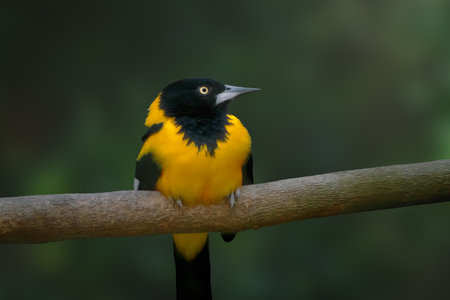 Field Troupial bird (Icterus jamacaii)