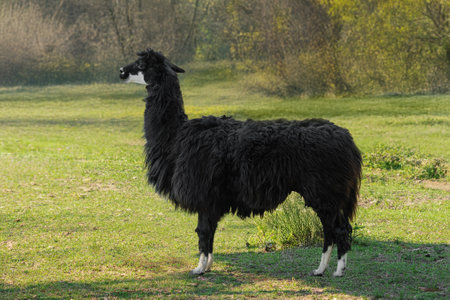 South American Black Alpaca (Vicugna pacos)の写真素材