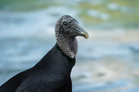 Black vulture face (Coragyps atratus)の写真素材