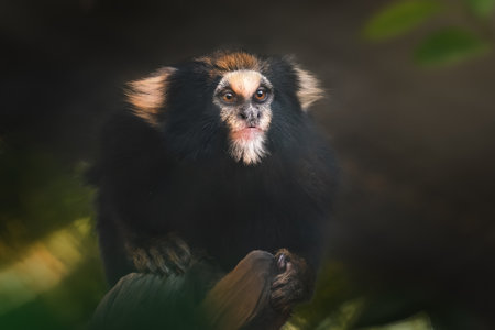 Buffy-tufted marmoset monkey (Callithrix aurita)の写真素材