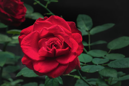 Beautiful red rose flower - garden roseの写真素材