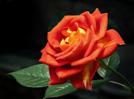 Orange and yellow garden rose flowerの写真素材