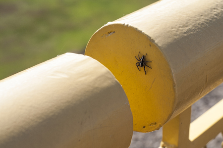 Small spider on a yellow metal railingの写真素材