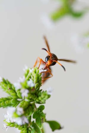 Portrait waspの写真素材