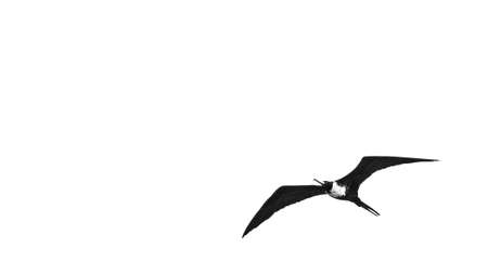 Bird flying black and white with white skyの写真素材