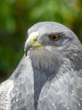 Vertical shot of a golden eagle in the foreground