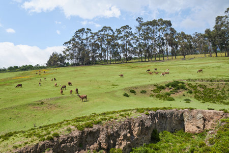 Several brown llamas in the mountains of Ecuadorの写真素材