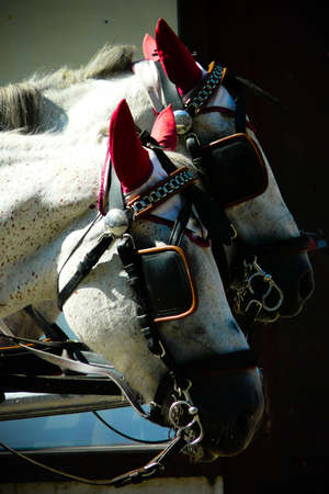 Two horses ready for workの写真素材