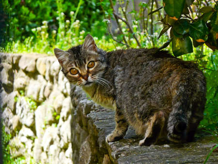 a cat in a wall looking at the cameraの写真素材