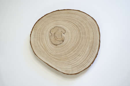 Tree trunk white background, cross section of oak grave tree trunk.の写真素材