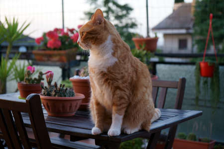 Cat watching the sunset from the terraceの写真素材
