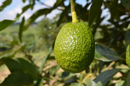 Colombian Avocadoの写真素材